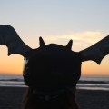Nakładka na kask COOLCASC Animals Bat