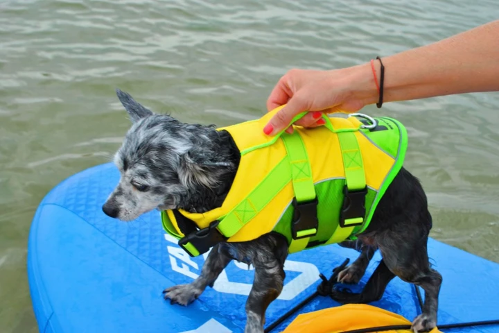 Product-Mood_dog-life-jacket_6.jpg
